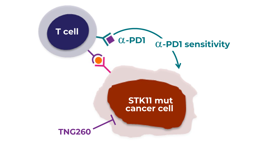 TNG260 REVERSES IMMUNE<br>EVASION DRIVEN BY STK11<br> MUTATIONS